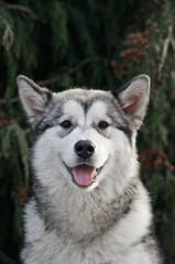 Alaskan Malamute