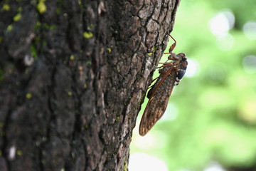 日本の昆虫「蝉（油蝉）」人生の達成感、未来へ繋ぐ、成功、幸福、ライフプラン、はかない、無常、輪廻転生などのイメージ（８月１７日撮影、お盆を過ぎて晩夏へ）