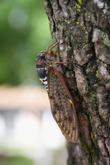 日本の昆虫「せみ（アブラゼミ）」無防備、警戒しながら、食事をする、儚い、精一杯生きるなどのイメージ