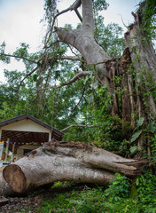 A very large tree 100 years old fell broken by a strong storm.