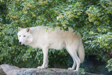 Fototapeta premium Arctic wolf standing on rocky cliff