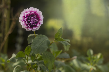 White And Pink Dahlia Flower