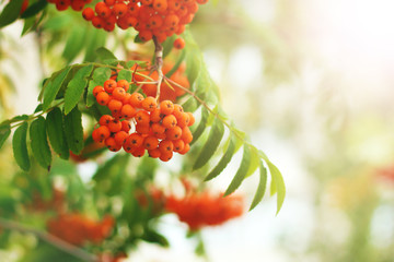 A wild ash is in autumn in the sunny light