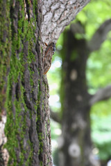 日本の昆虫・樹木に囲まれ生きる「セミ（油蝉）」ライフプラン、人生設計、年金運用、カモフラージュ、ハードに生きるなどのイメージ