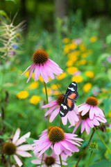 Tropical butterfly with orange wings on a purple coneflower