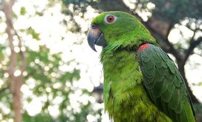 parrot