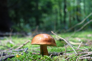 single mushroom in a german forest near cologne on a sunny day , late summer
