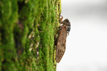 日本の昆虫・「蝉（アブラゼミ）」恋愛成就、目的を果たす、輪廻転生、無常、ライフプランなどのイメージ・（撮影は８月１７日、お盆を過ぎて晩夏へと向かう）