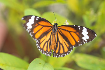 butterfly