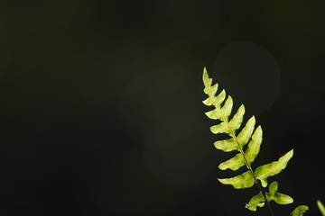 Green leaf