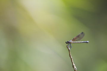 Side view of butterfly resting on stick