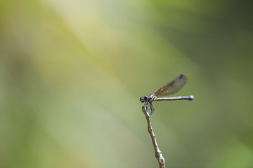 Dragonfly on stick