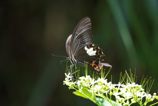 Buttfly on Flower