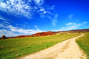 Autumn forest landscape