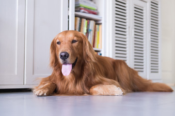 golden retriever to lie on the ground