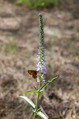 Small butterfly sitting on garden plant.