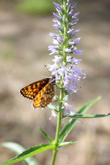 Yellow butterfly on a flower.
