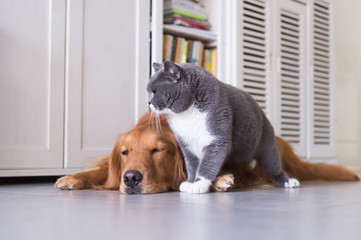 British shorthair cats and Golden Retriever