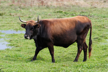 Bull walking in nature.