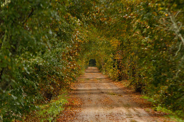 Autumn countryside tree road.,