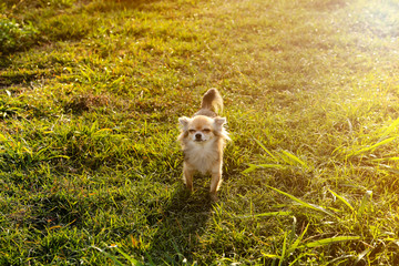 Chihuahua stands in the meadow with the evening sunshine