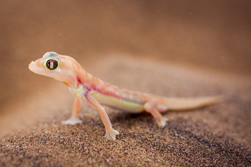 Namib Sand Gecko