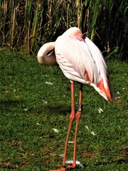 Flamingo macht ein Schläfchen