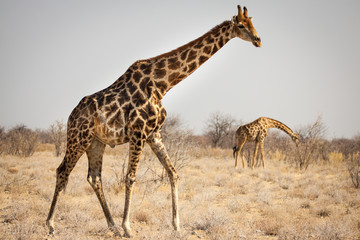 Spotted Giraffe!