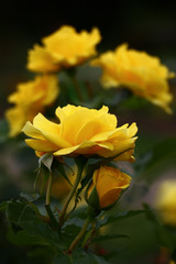 Yellow roses./Buds of bright yellow roses in a combination to green foliage.