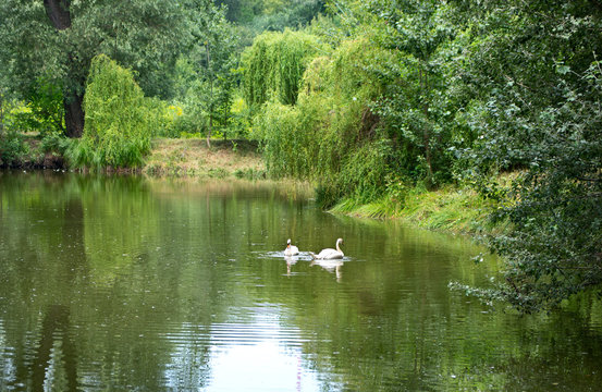 Lake with white swans