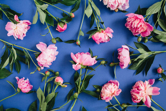 Fototapeta Floral pattern made of pink peony flowers, green leaves, branches on blue background. Flat lay, top view. Floral background. Pattern of flowers.