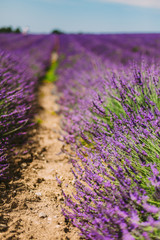 Naklejka na ściany i meble Lavender Flowers in Provence, France. Summer season