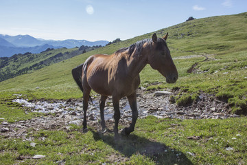 Horse grazing in Altai mountains. Russian landscape