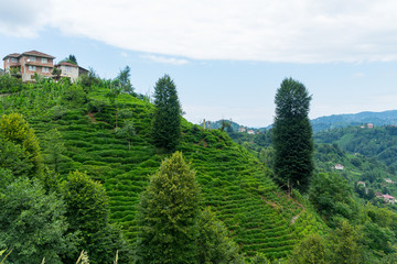 Tea Plantation Landscape, Rize, Turkey