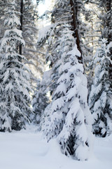 Fototapeta na wymiar A beautiful winter landscape snow covered tree.