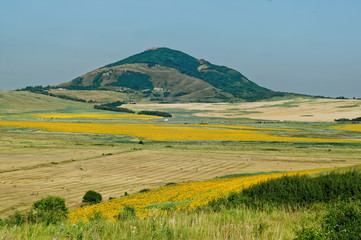 Obraz premium Fields with blooming sunflower