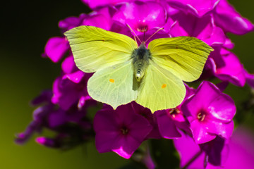 Butterfly on flower