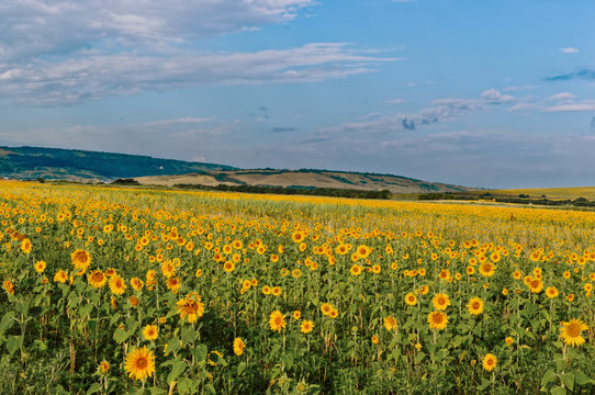 Fields with blooming sunflower © Georgys