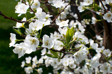 Summer Flowers