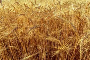 golden wheat field and sunny day