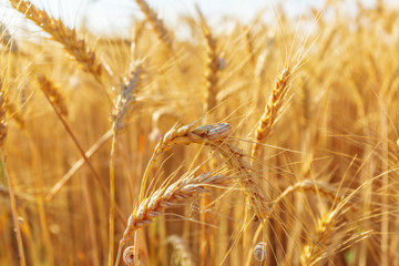golden wheat field and sunny day