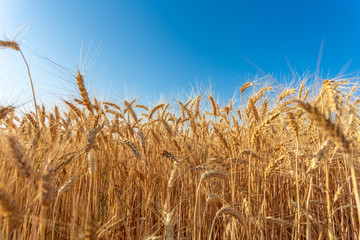 Fototapeta na wymiar golden wheat field and sunny day