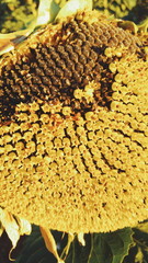 Textura de girasol con pipas 