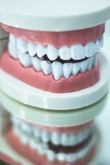 Dental teeth mouth model