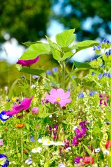 Grußkarte - bunte Blumenwiese - Sommerblumen © S.H.exclusiv