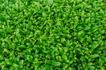 Obraz premium Tea Plantation Landscape, Rize, Turkey