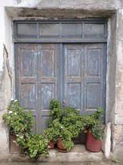 Old wooden door with plants