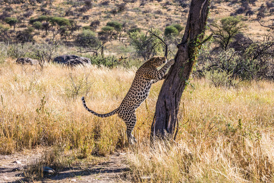 The Spotty African Leopard Sharpens Claws