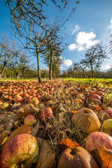 Windfall apples rotting on orchard floor missed harvest