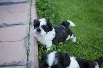 Shih-tzu puppy little dog. Black and white puppy. Puppy in the basket on the grass 